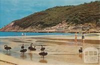 Swans on the beach at Norman Bay, Wilson's Promontory