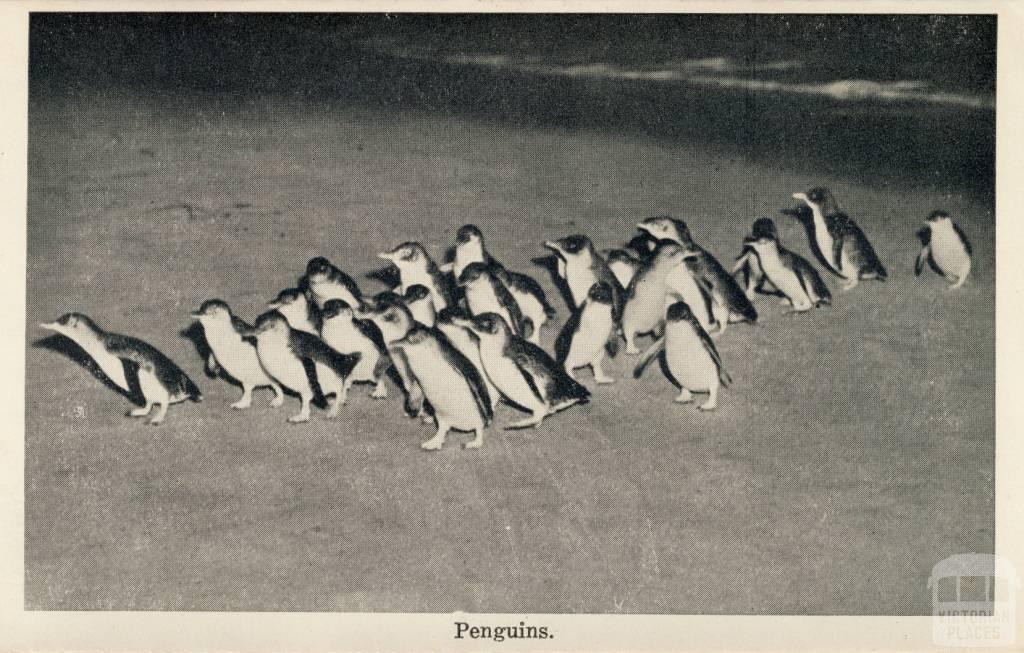 Penguins, Cowes