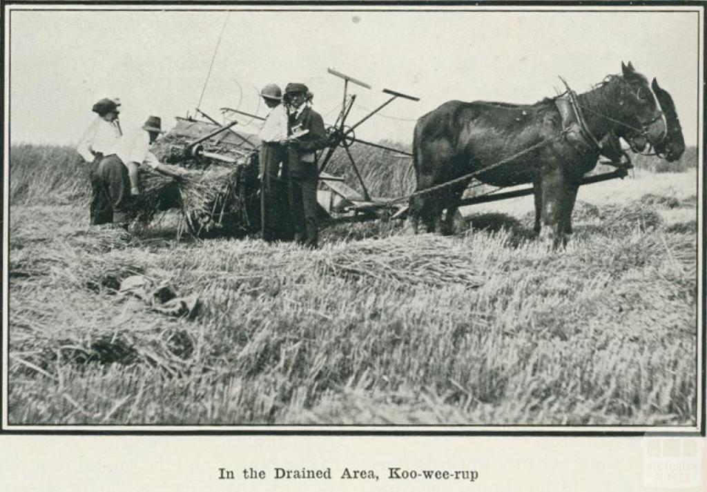 In the drained area, Koo-wee-rup, 1918