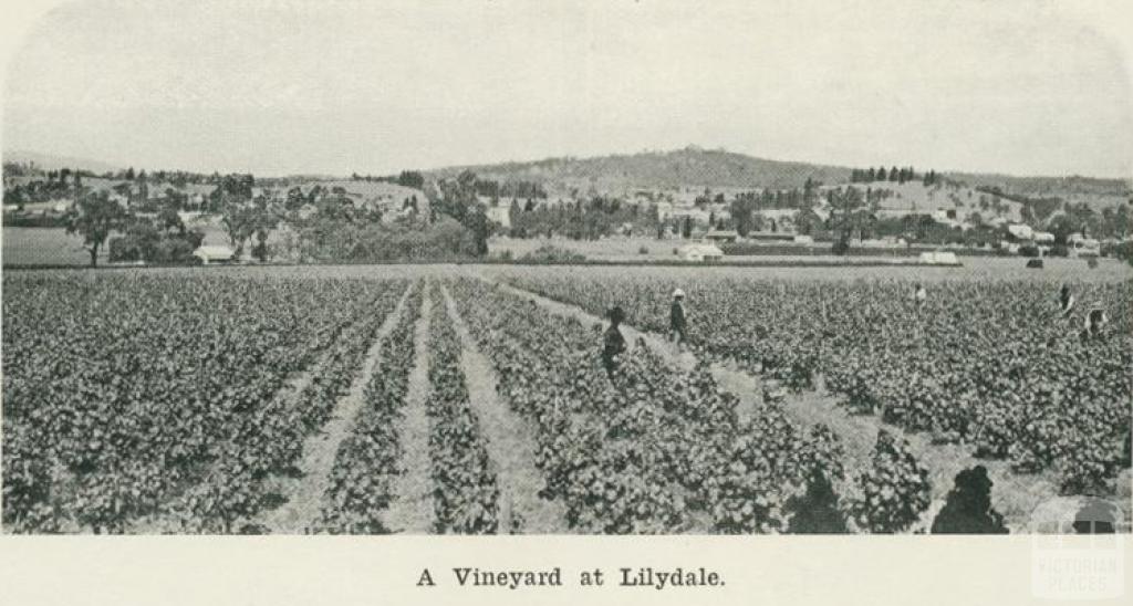 A vineyard at Lilydale, 1918