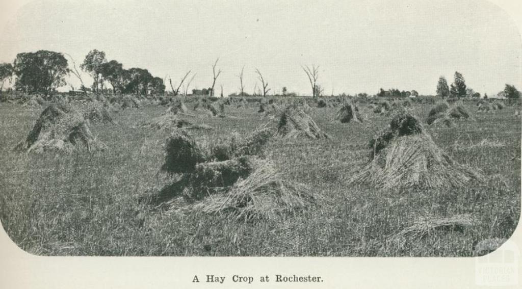 A hay crop at Rochester, 1918