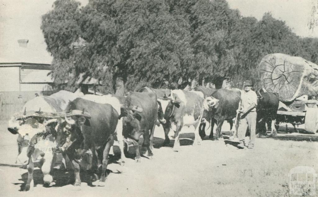 Bullocks hauling timber, Echuca, 1950