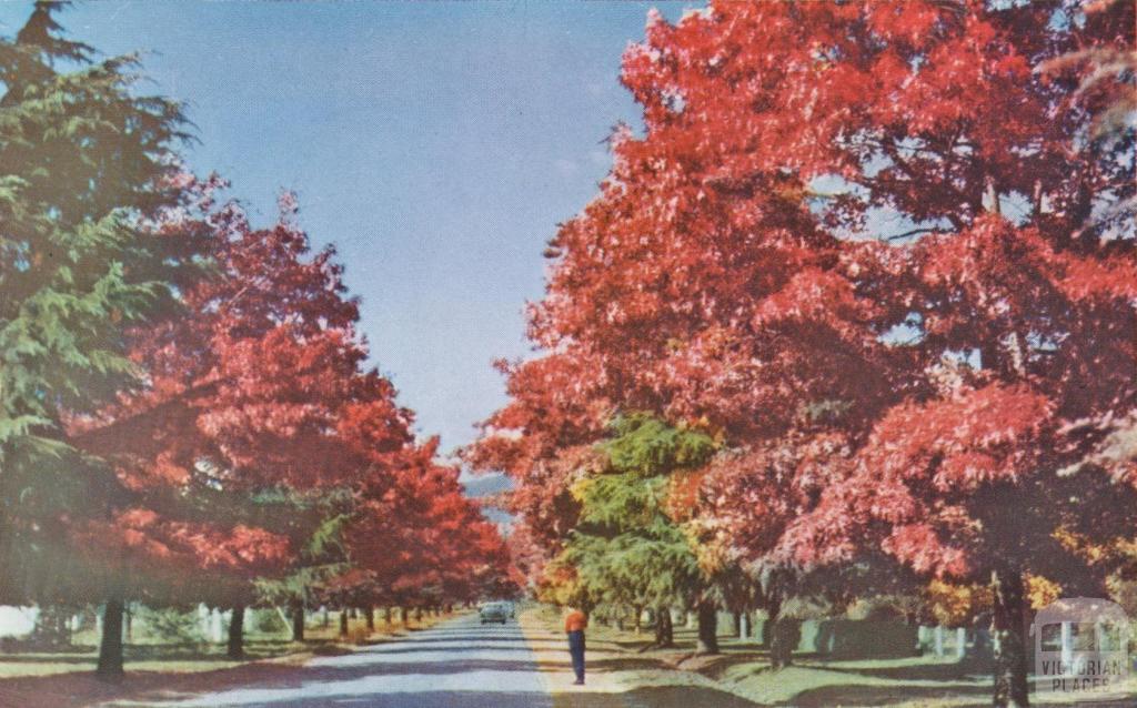 Pin Oaks, Delaney Avenue, Bright, c1960