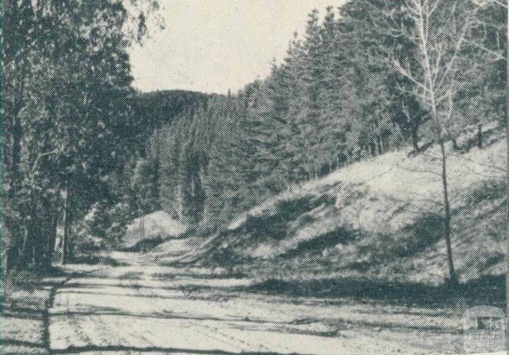 Pine Forest, Bright, 1951