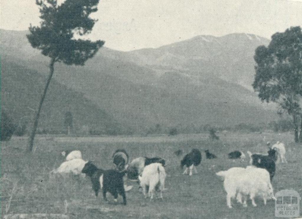 Grazing fields surrounded by pine forest, Bright, 1951