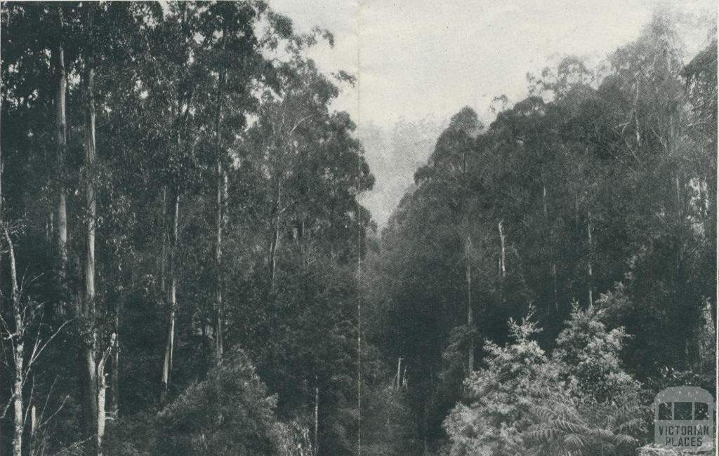 View from Balook Road, Yarram, 1933