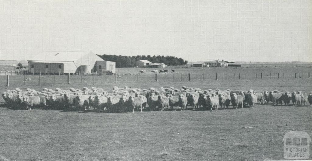 Sheep, woolshed and homestead, Woolsthorpe, 1958