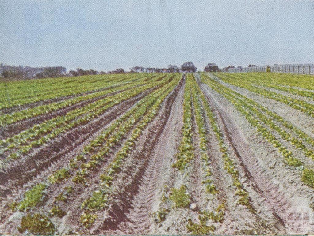 Lettuce cultivation, Braeside, 1955