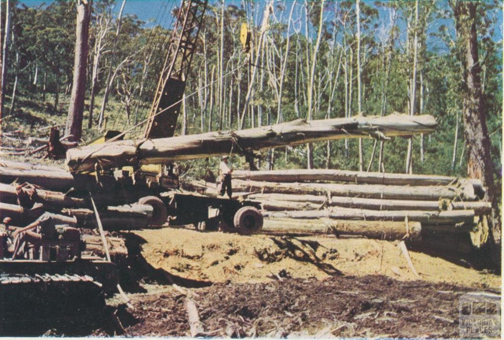 Loading logs in the forest, Licola, 1955