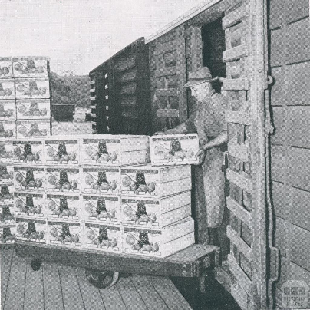 Loading apples into rail truck, Red Hill, 1955