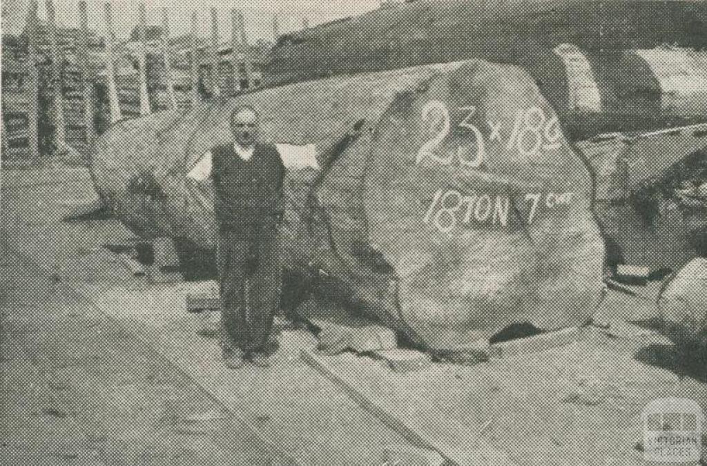 A big log from Noojee, 1950