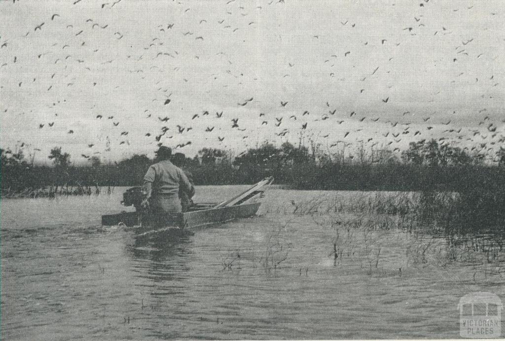 Ibis at Reedy Lake, Kerang, 1965