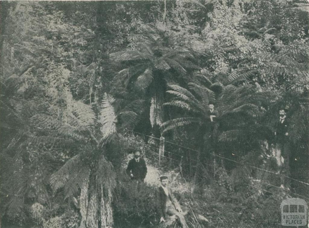 Fern Gully, Beech Forest, 1911