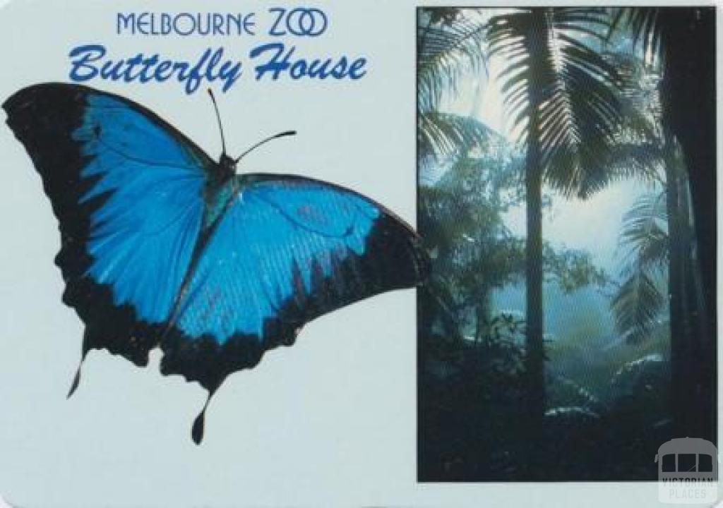 Melbourne Zoo, the beautiful Ulysses Butterfly