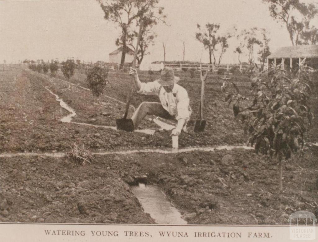 Watering young trees, Wyuna irrigation farm, 1908