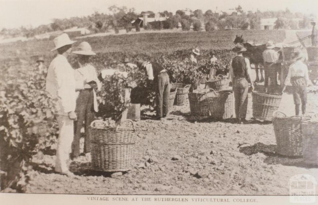 Rutherglen Viticultural College, 1910