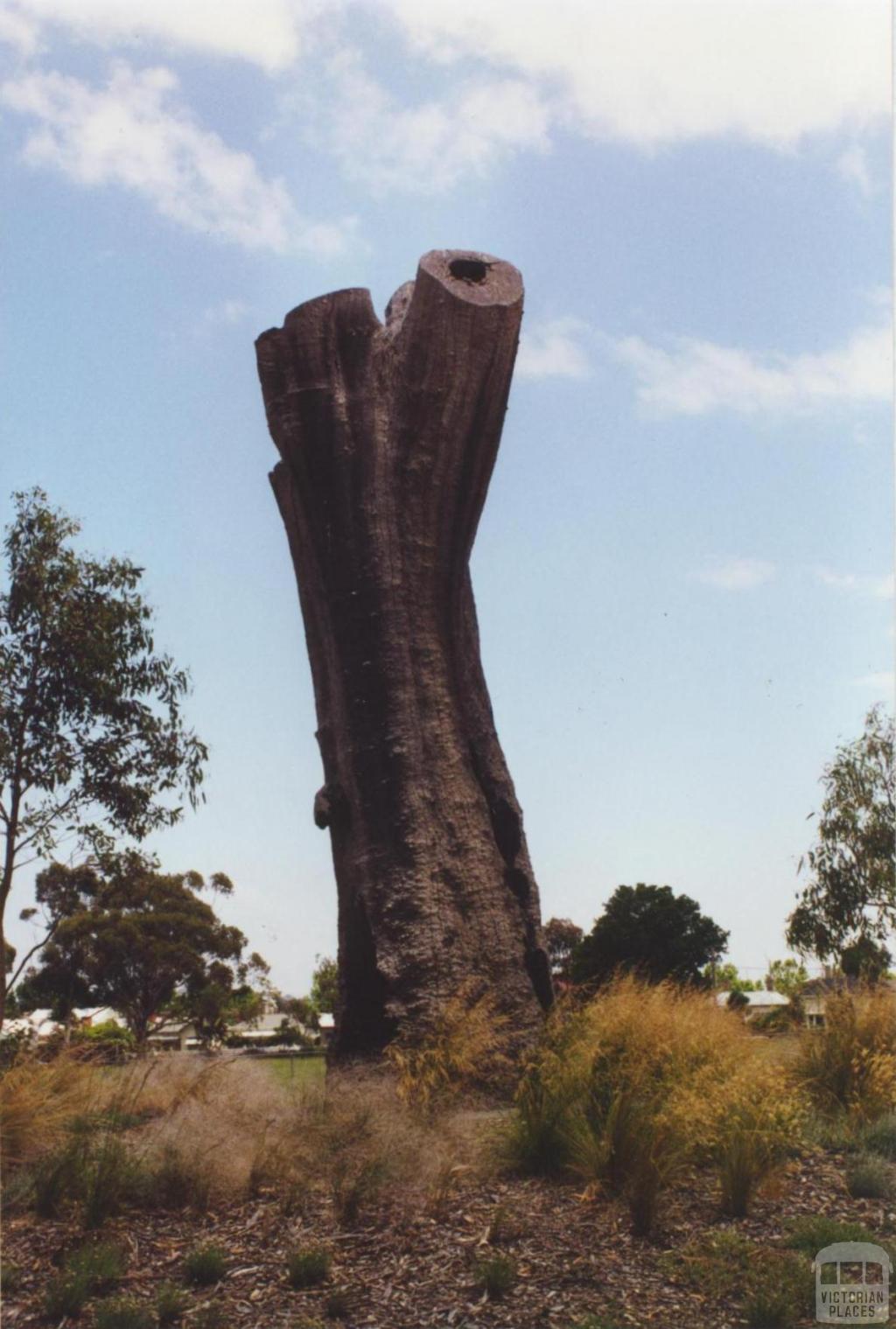 Aboriginal Tree, Burnley Park, 2000