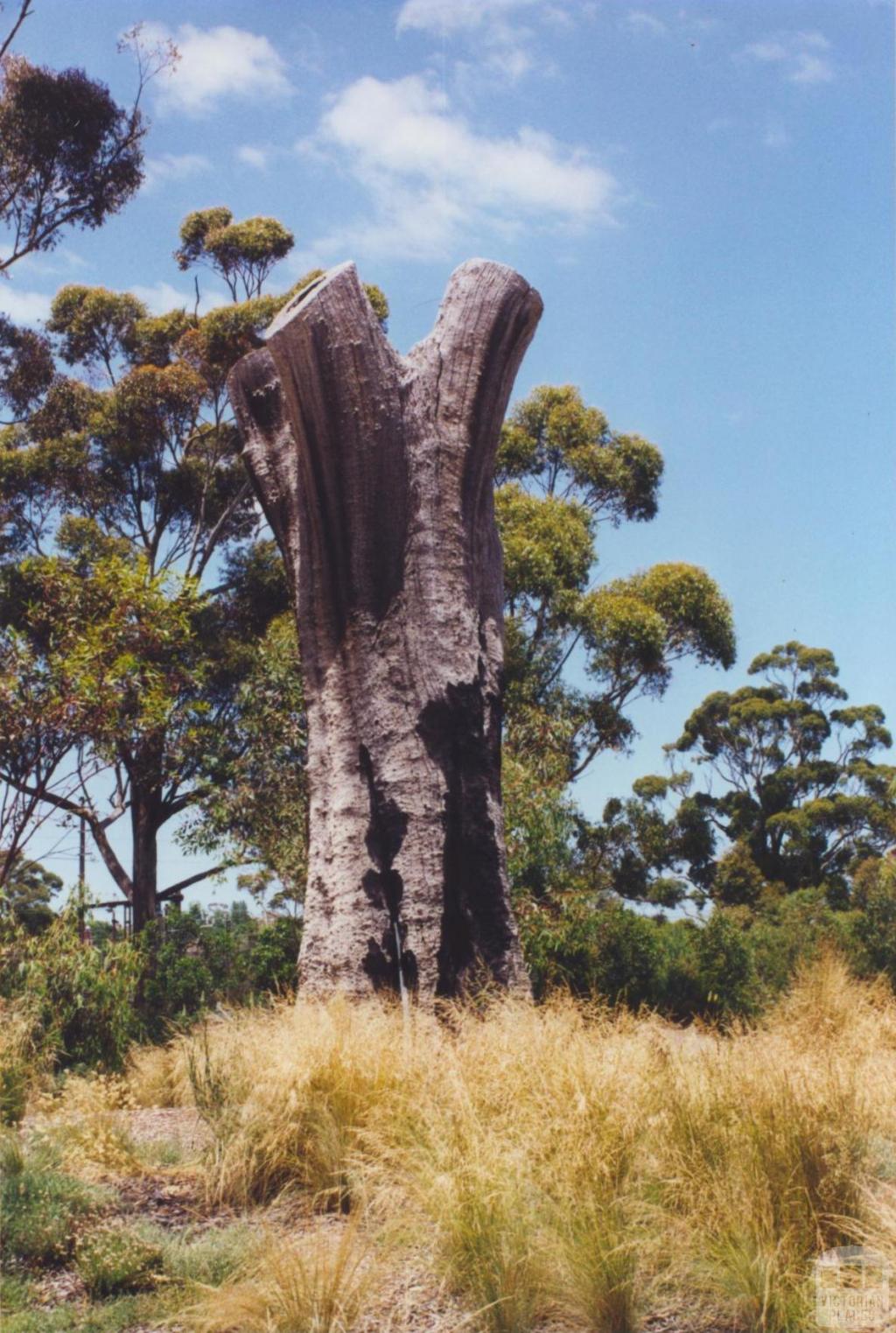 Aboriginal Tree, Burnley Park, 2000