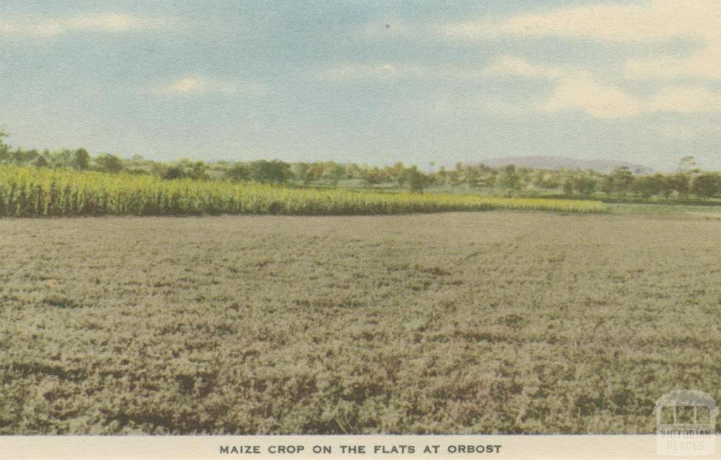 Maize Crop on the Flats at Orbost, 1948