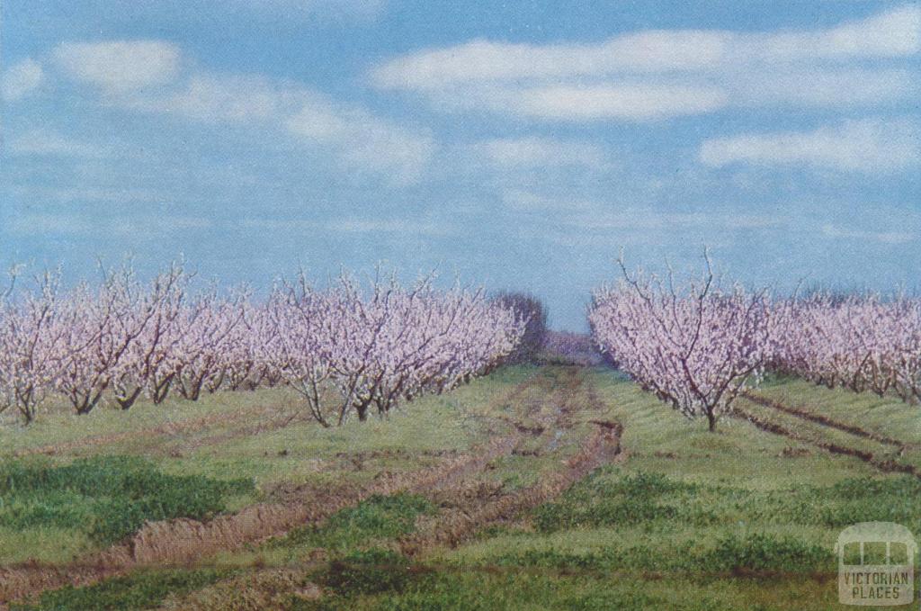 Fruit Trees in blossom, Shepparton