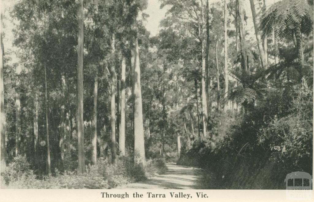 Through the Tarra Valley, 1949