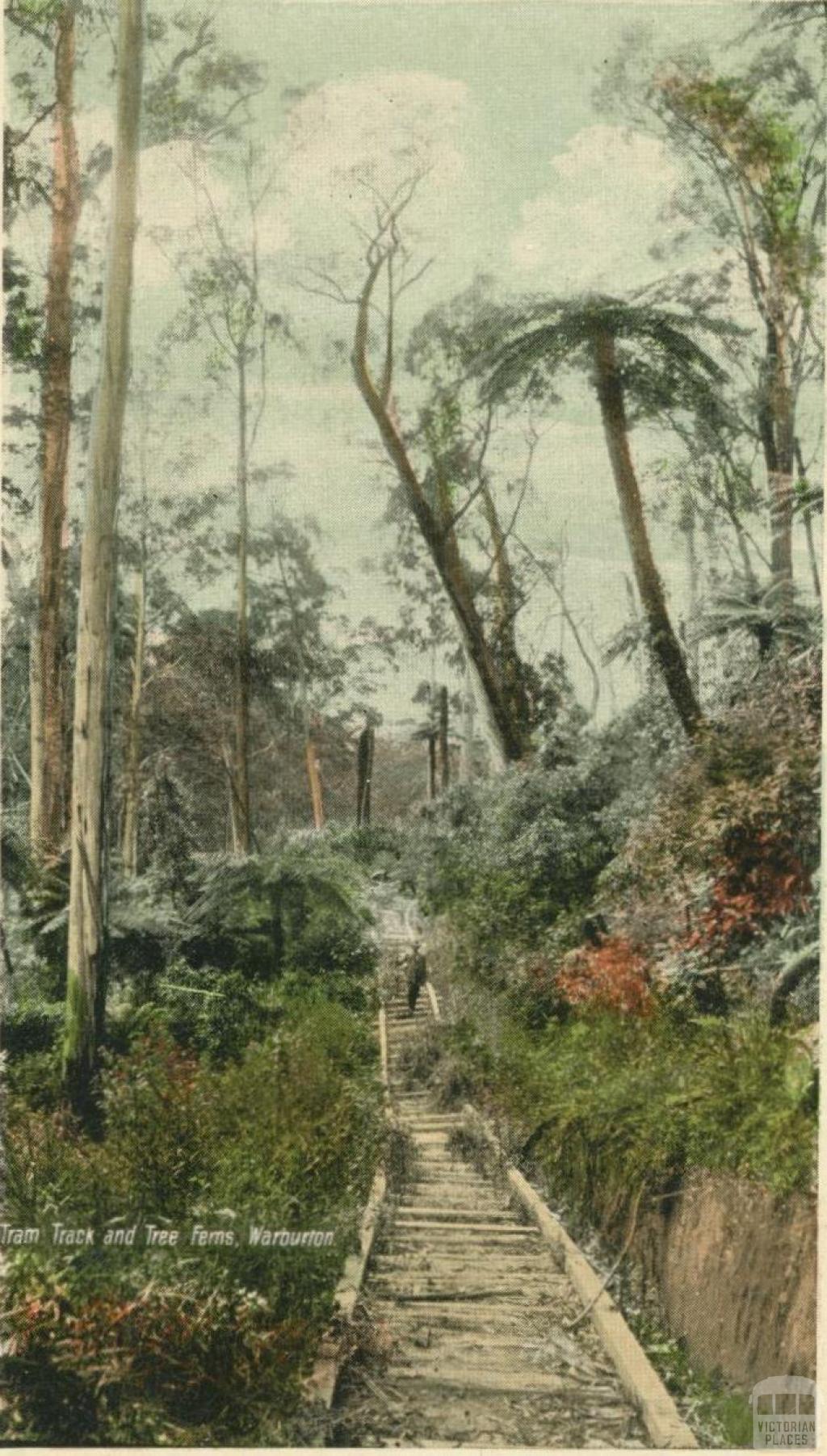 Tram track and tree ferns, Warburton